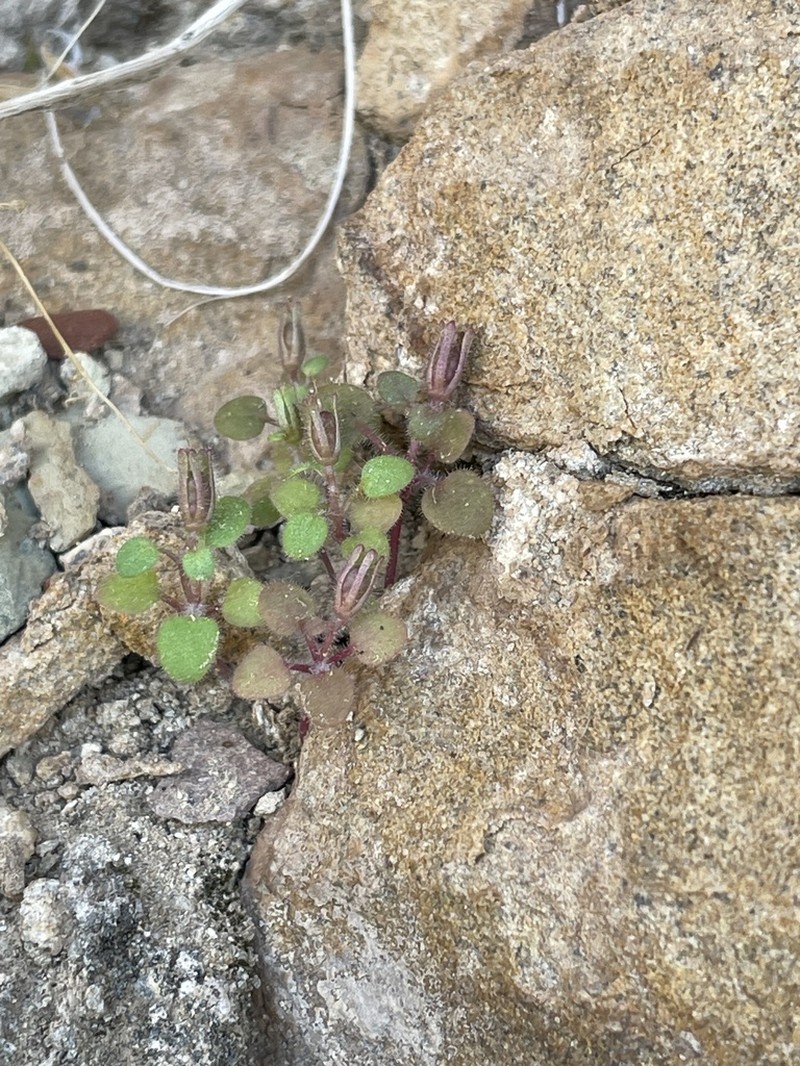 Hoary Phacelia photo 2