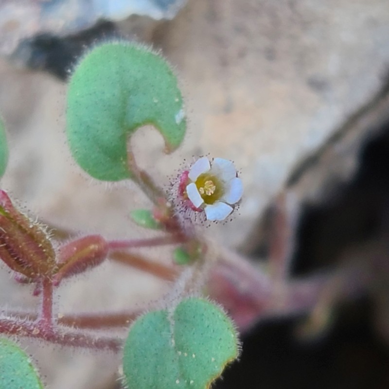 Hoary Phacelia photo 3