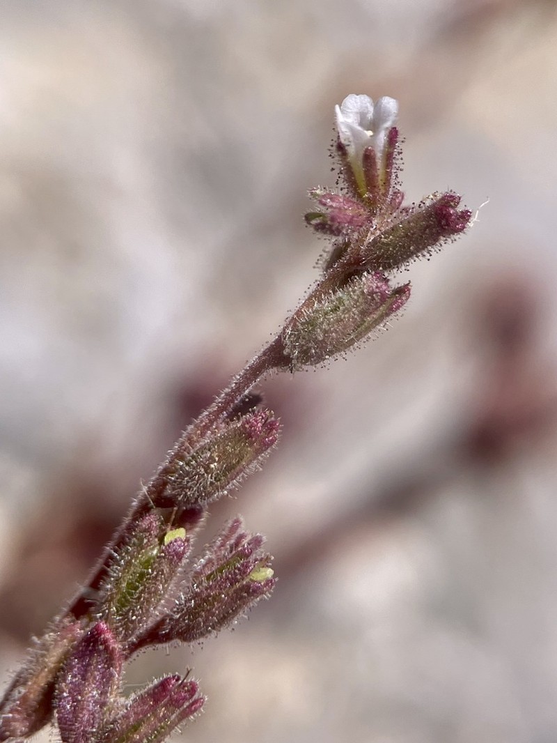 Hoary Phacelia photo 5