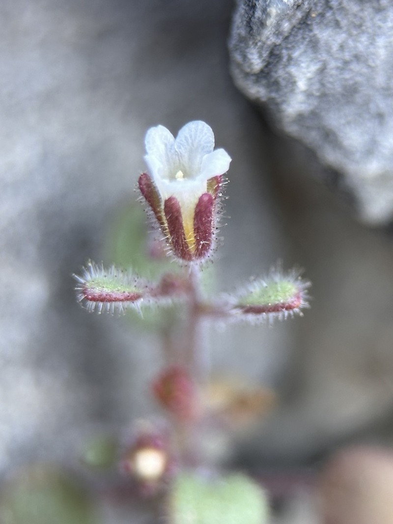 Hoary Phacelia photo 6