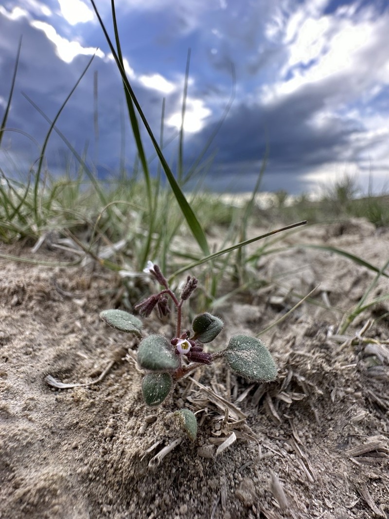 Hoary Phacelia photo 7