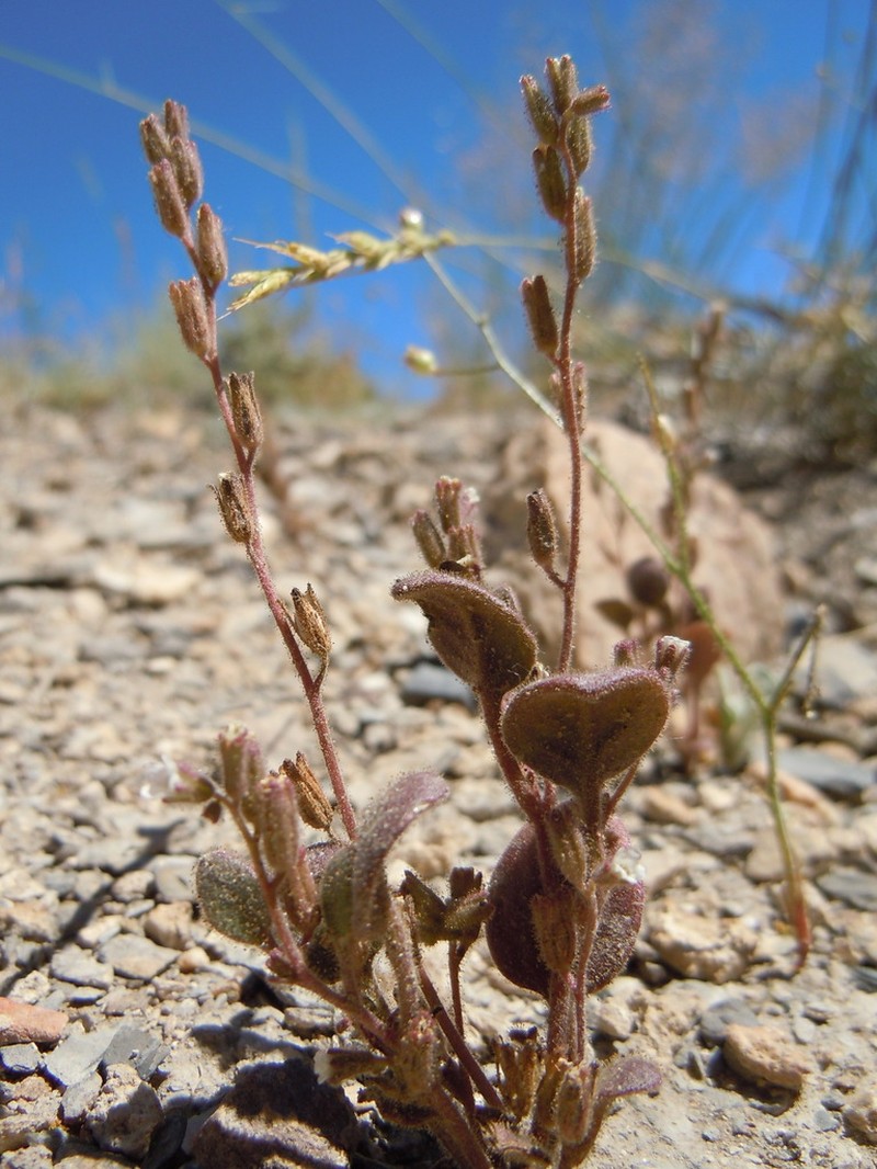 Hoary Phacelia photo 8