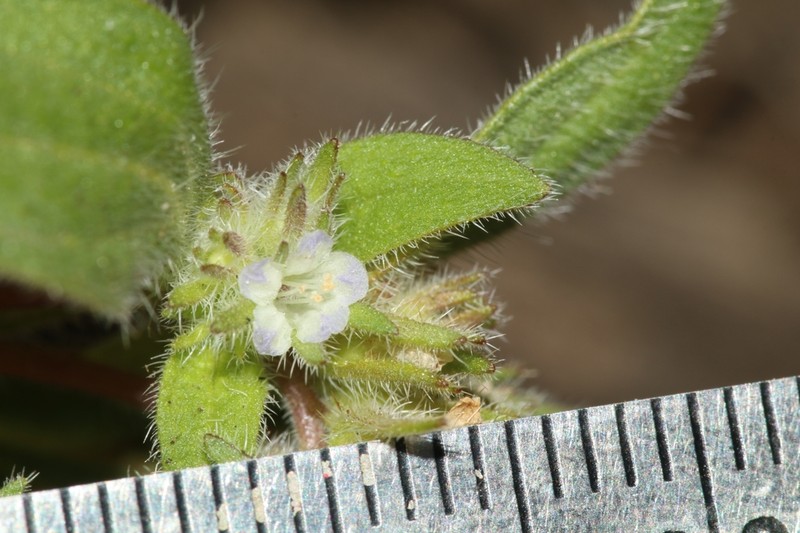 Hidden Phacelia