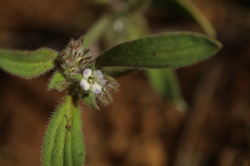 Hidden Phacelia photo 2