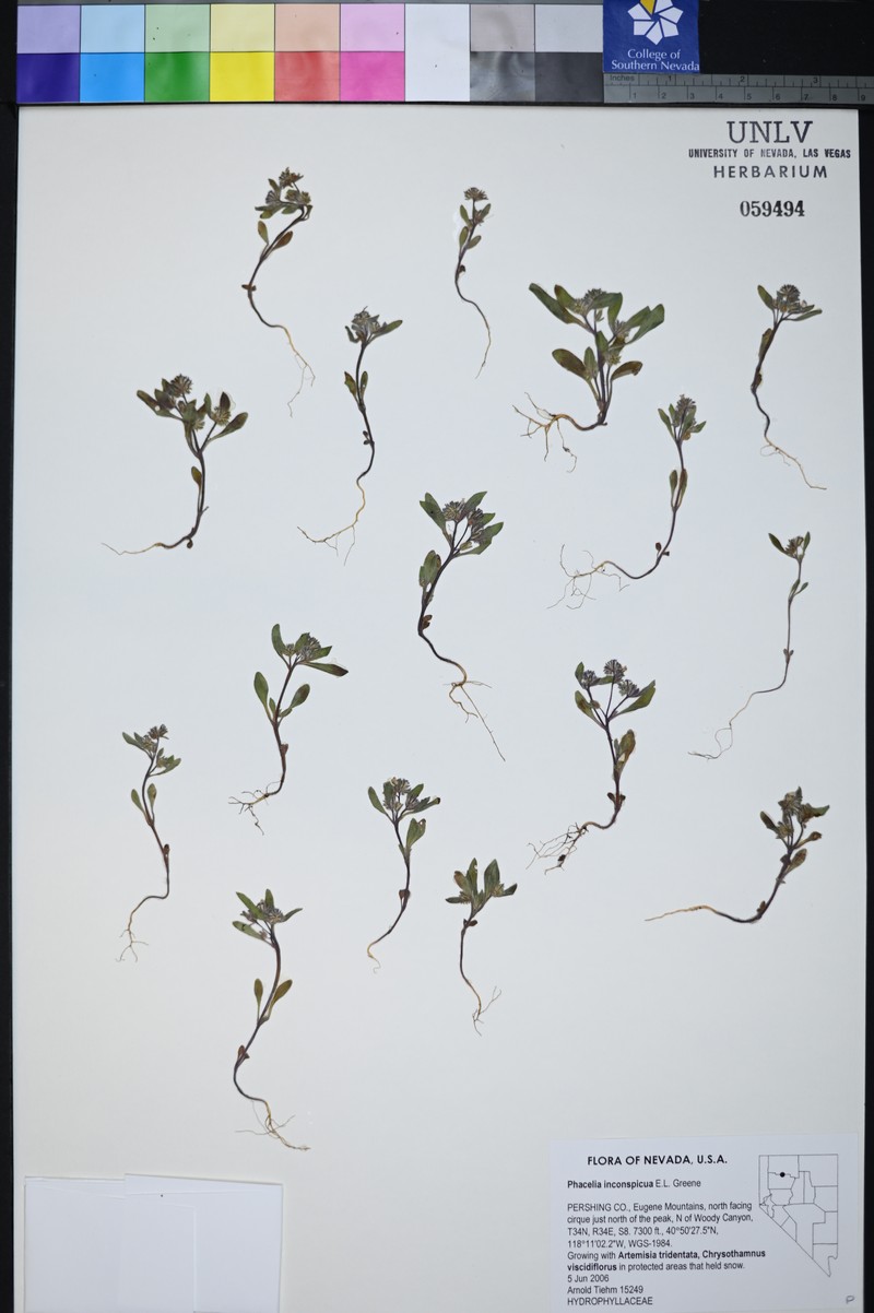 Hidden Phacelia photo 5