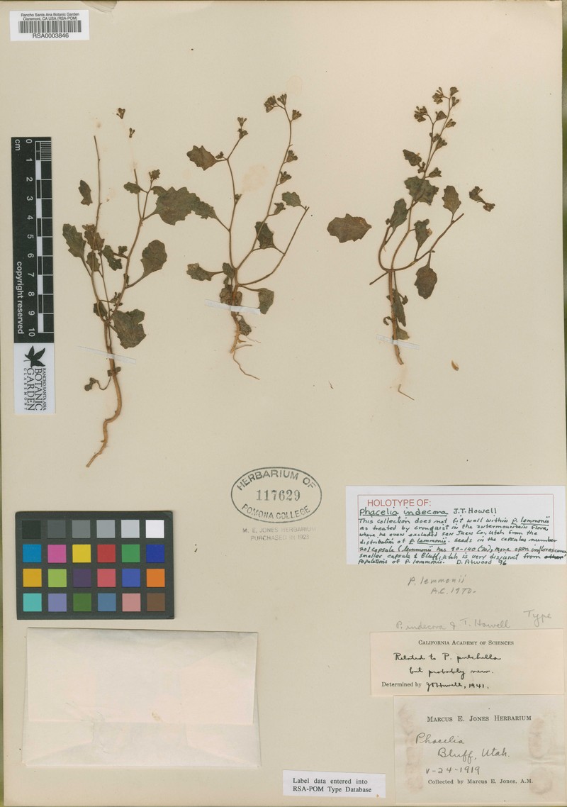 Drab Phacelia
