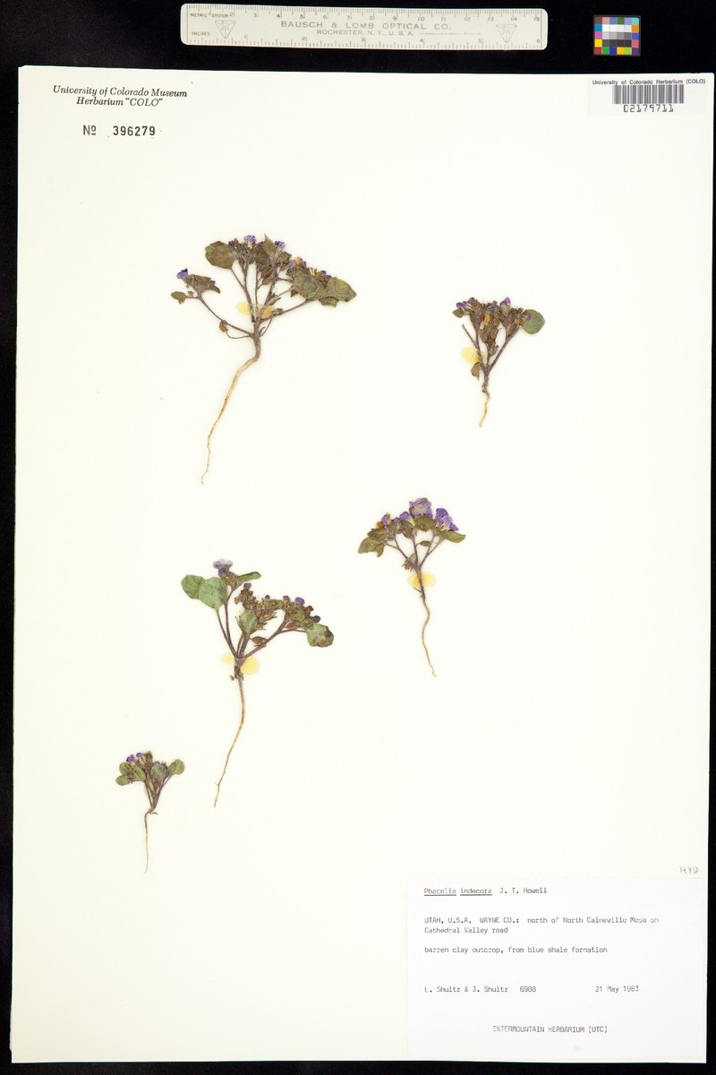 Drab Phacelia photo 2