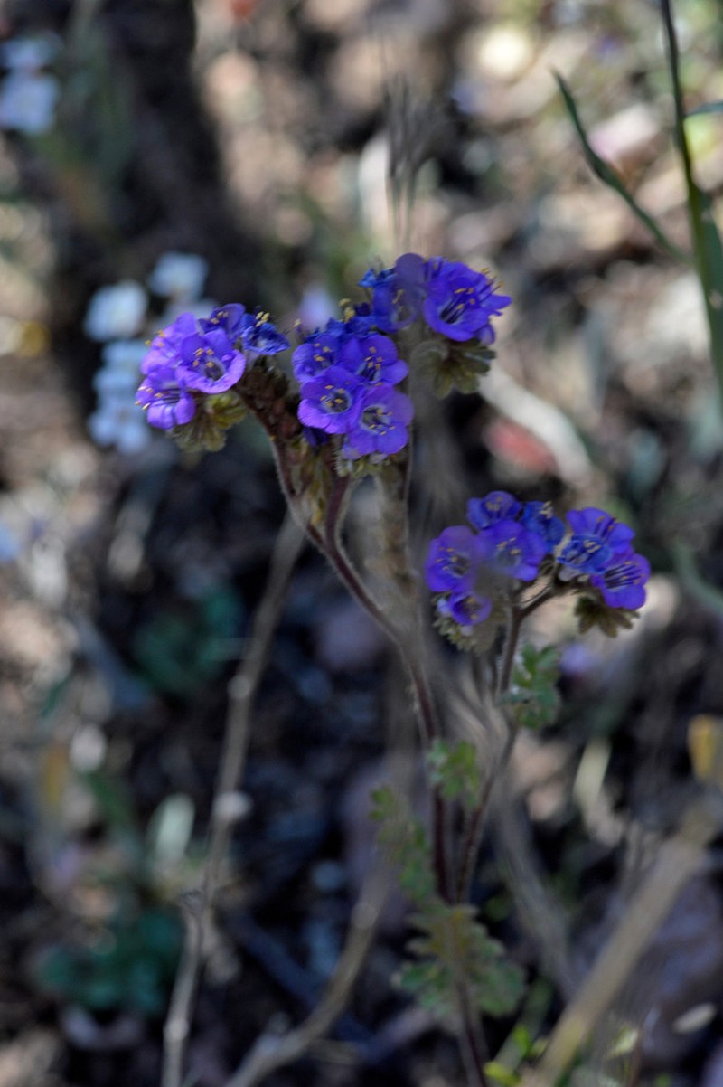 Rio Grande Phacelia
