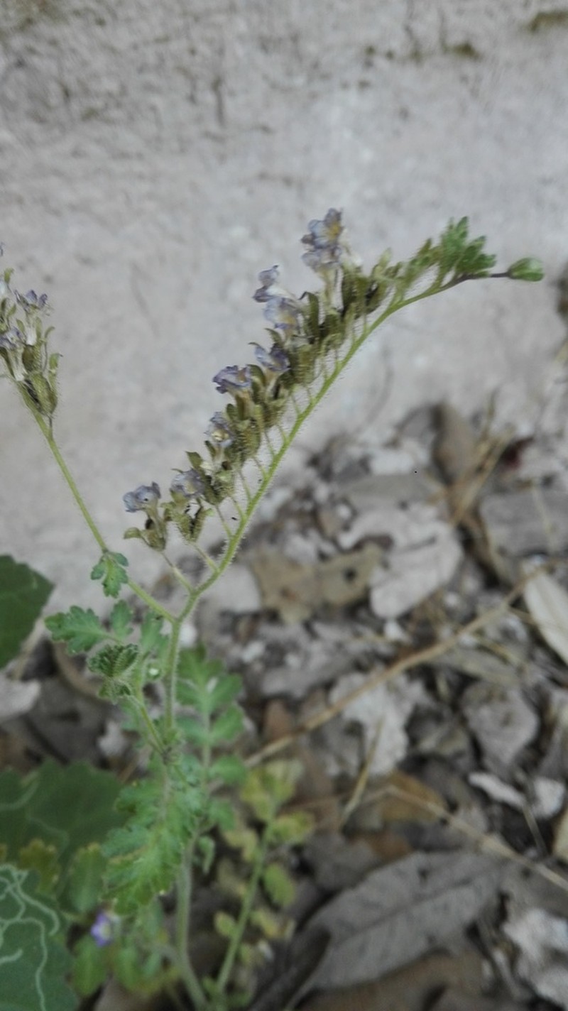 Rio Grande Phacelia photo 2