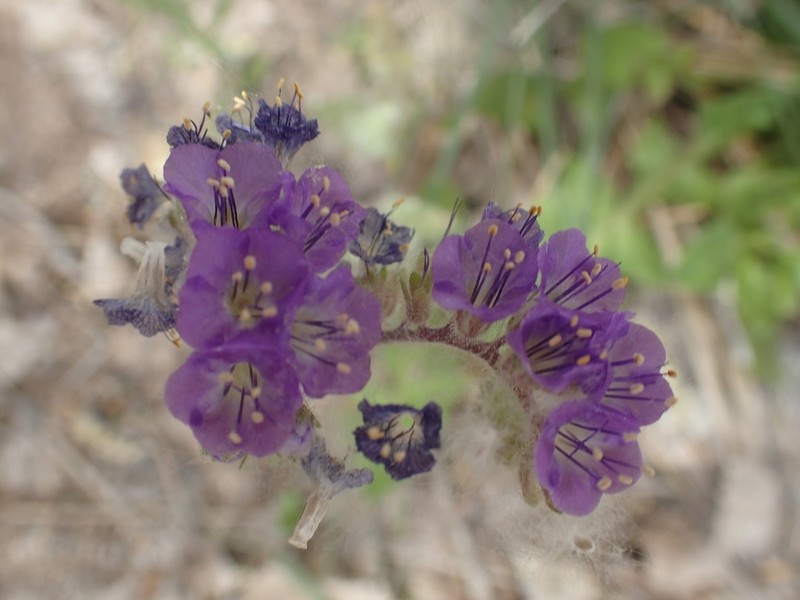 Rio Grande Phacelia photo 3