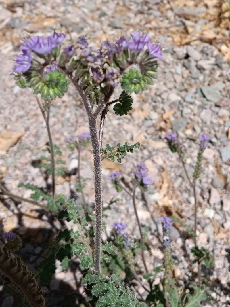 Rio Grande Phacelia photo 4