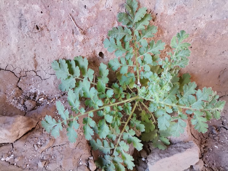 Rio Grande Phacelia photo 5