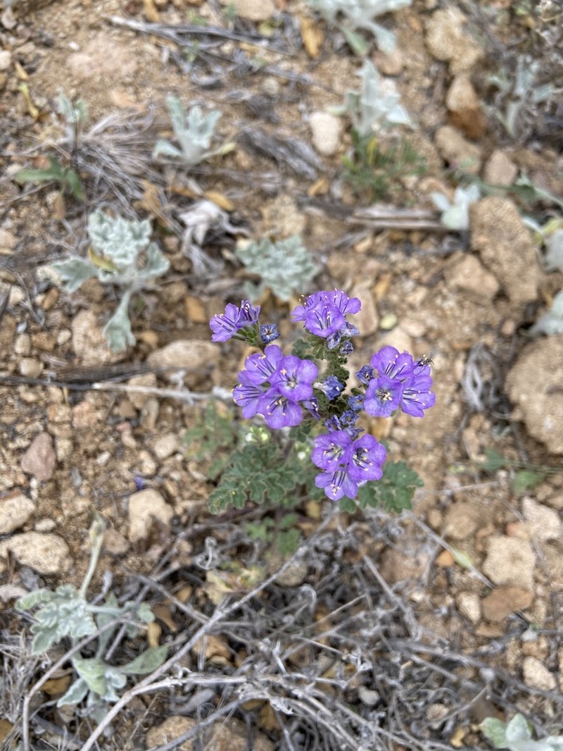 Rio Grande Phacelia photo 6