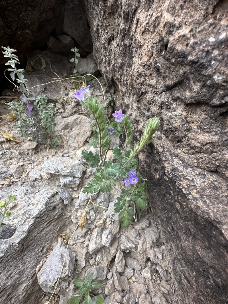 Rio Grande Phacelia photo 7