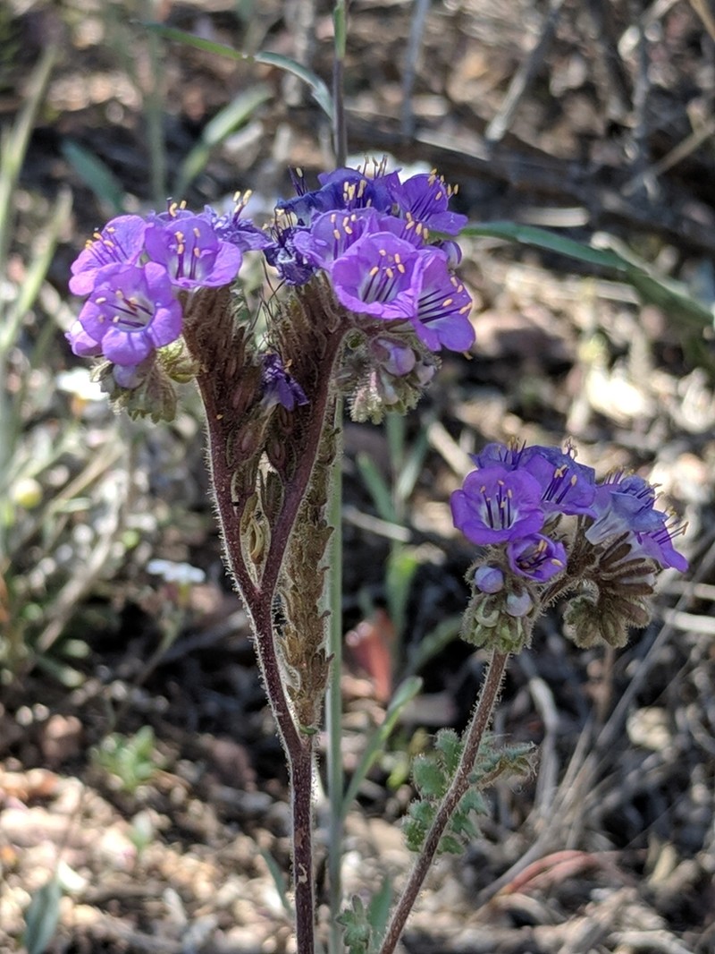 Rio Grande Phacelia photo 8