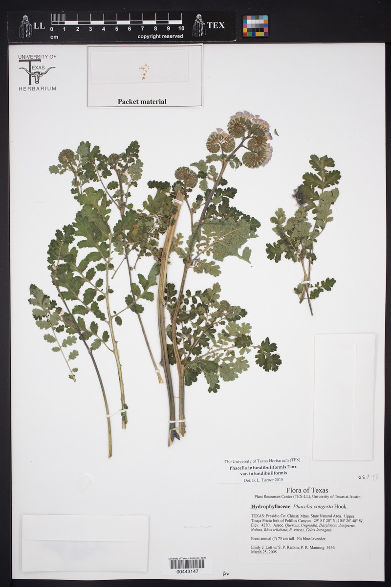Phacelia infundibuliformis var. infundibuliformis