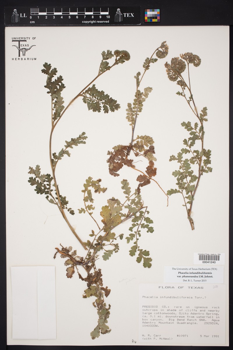 Phacelia infundibuliformis var. phanerandra