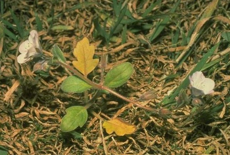 Coast Phacelia