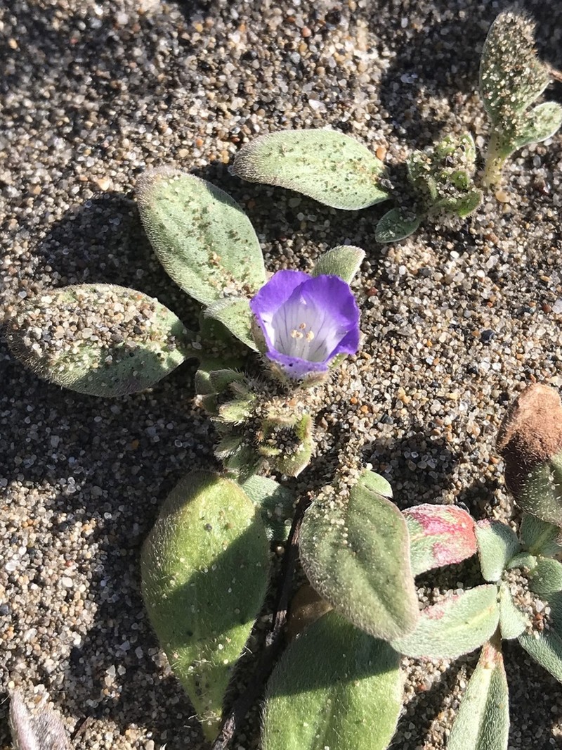 Coast Phacelia photo 3