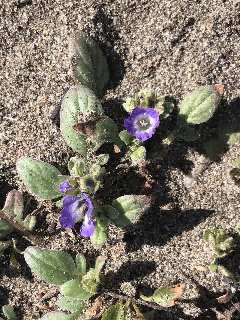 Coast Phacelia photo 4