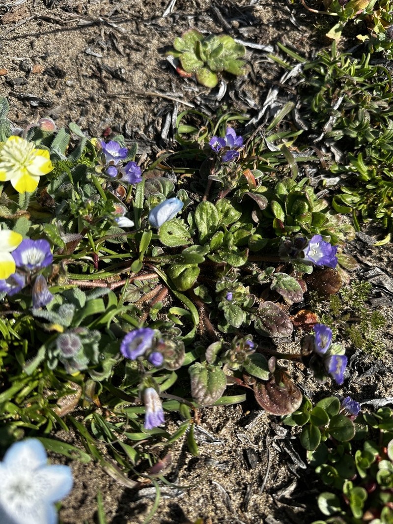 Coast Phacelia photo 5