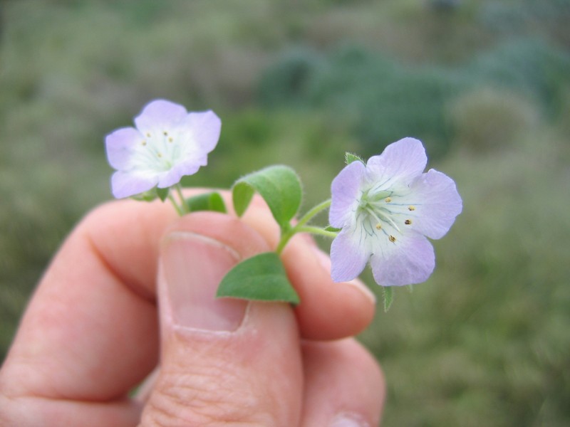Coast Phacelia photo 6