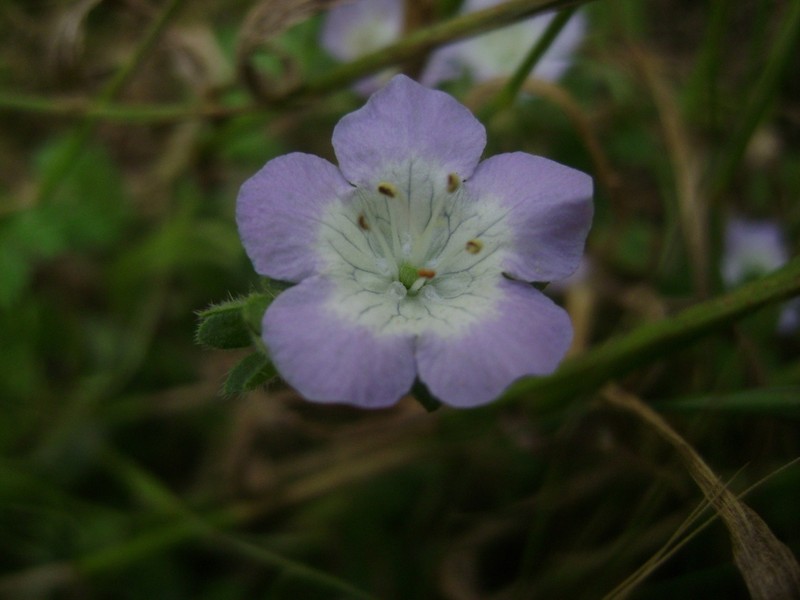 Coast Phacelia photo 7