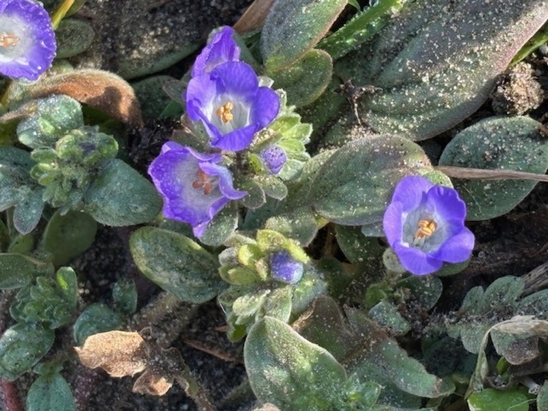 Phacelia insularis var. continentis