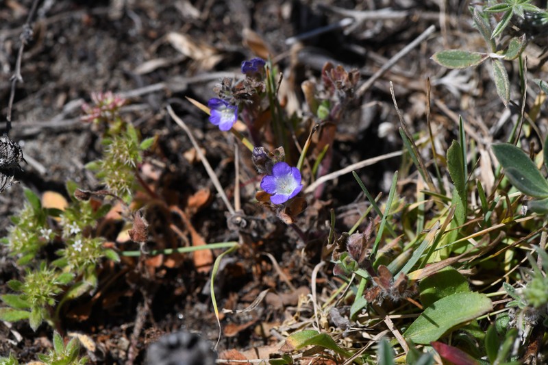 Phacelia insularis var. continentis photo 2