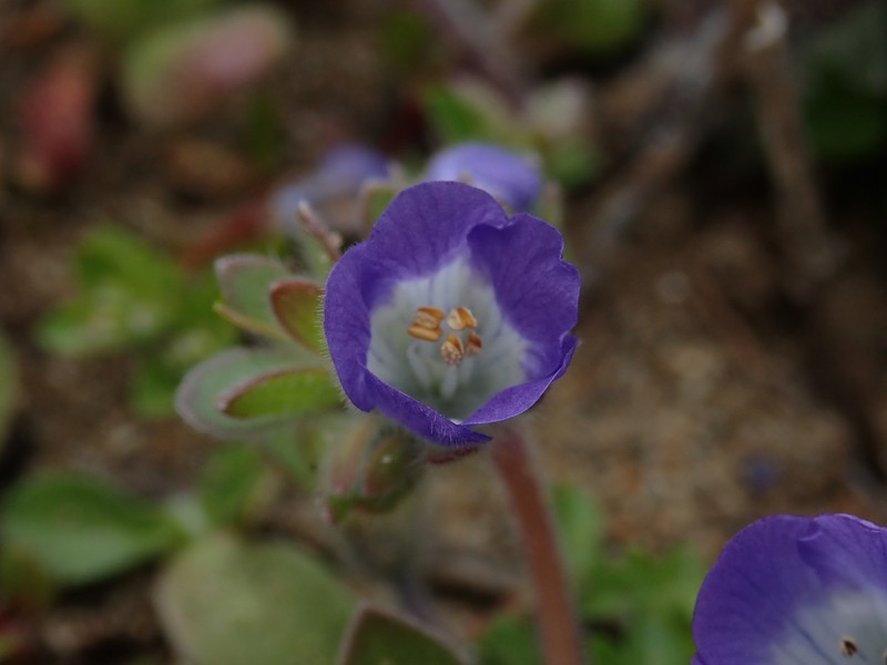 Phacelia insularis var. continentis photo 3