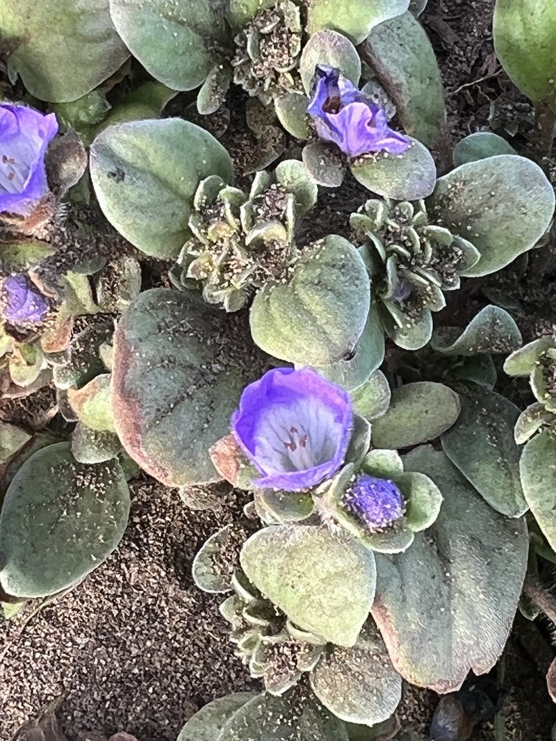 Phacelia insularis var. continentis photo 4