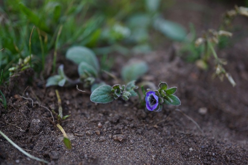 Phacelia insularis var. continentis photo 5