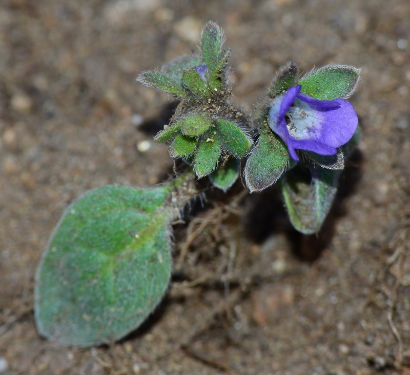 Phacelia insularis var. continentis photo 6
