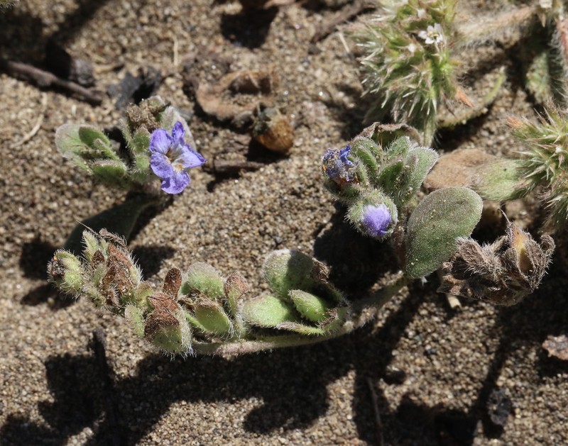 Phacelia insularis var. continentis photo 7