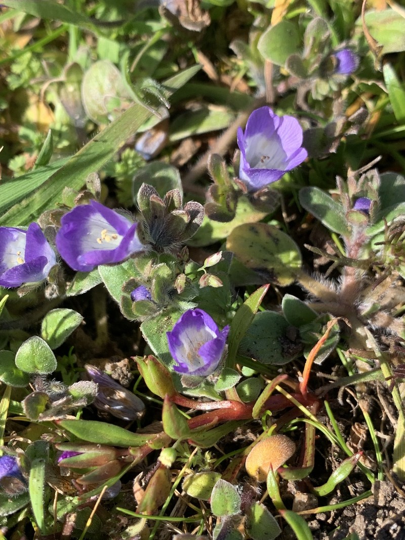 Phacelia insularis var. continentis photo 8