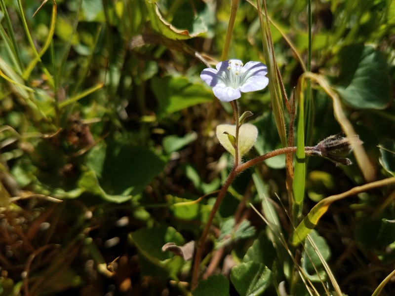 Phacelia insularis var. insularis