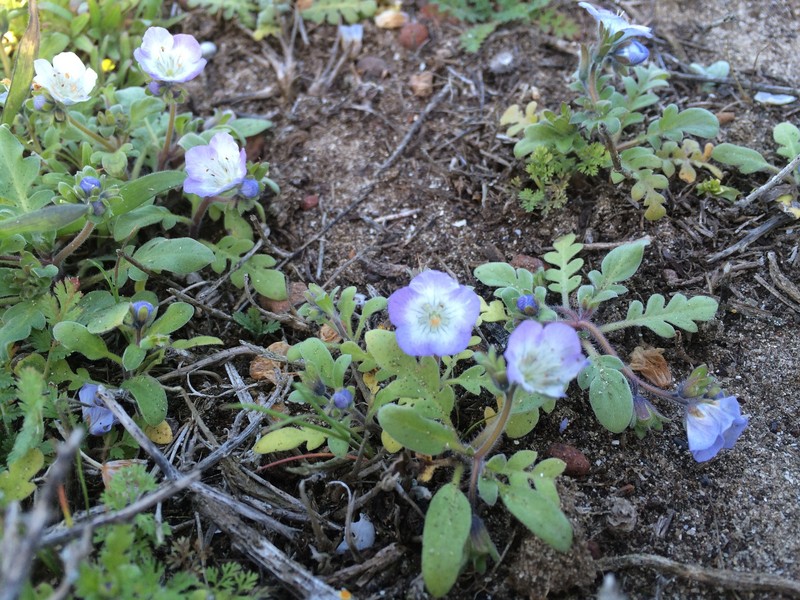 Phacelia insularis var. insularis photo 2