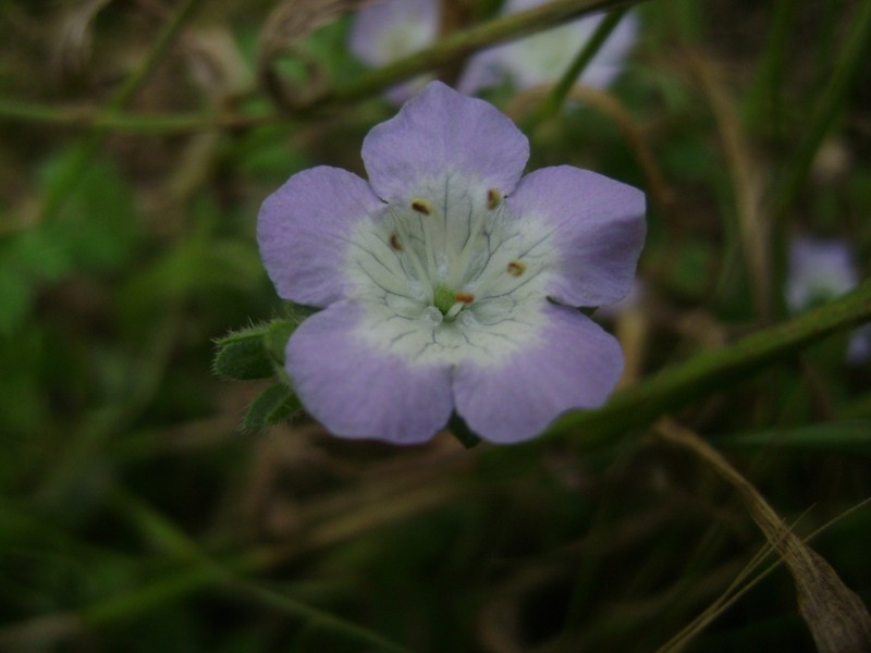 Phacelia insularis var. insularis photo 3