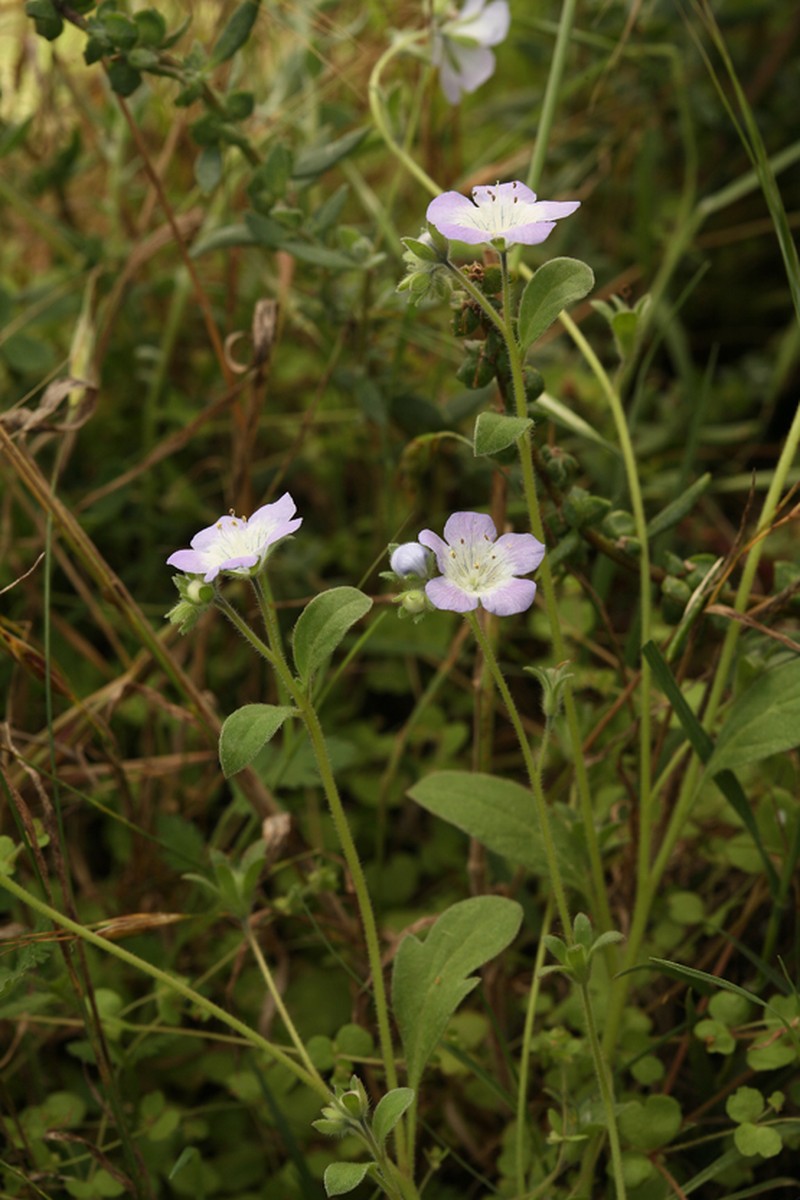 Phacelia insularis var. insularis photo 4