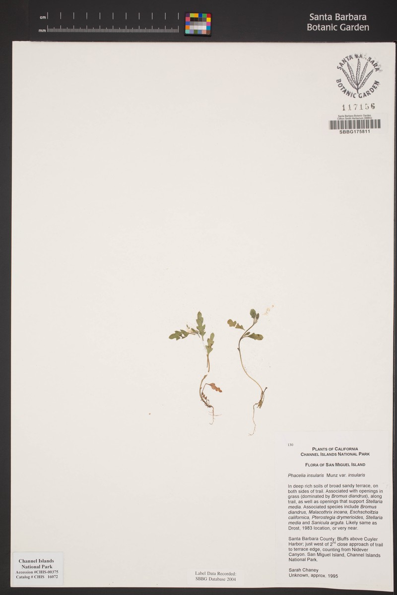 Phacelia insularis var. insularis photo 5