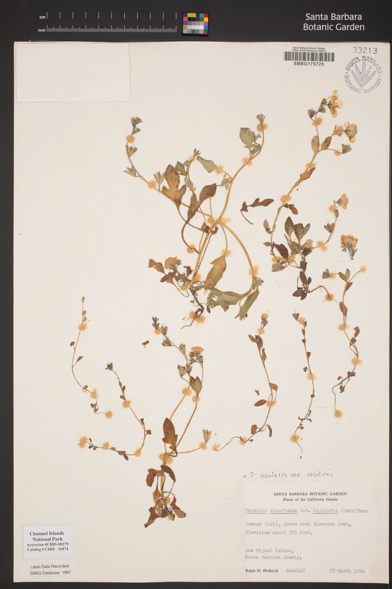 Phacelia insularis var. insularis photo 6