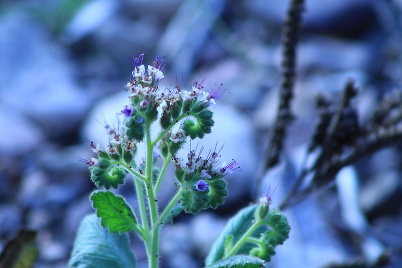 Gypsum Phacelia photo 2