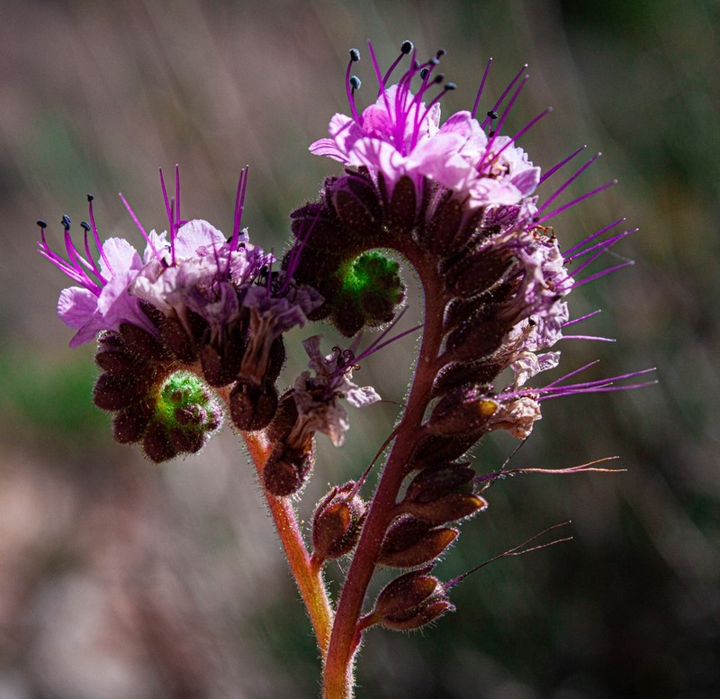 Gypsum Phacelia photo 3