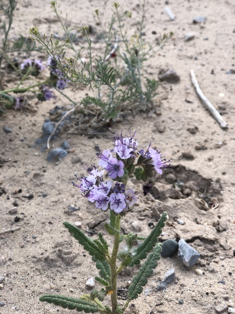 Gypsum Phacelia photo 4