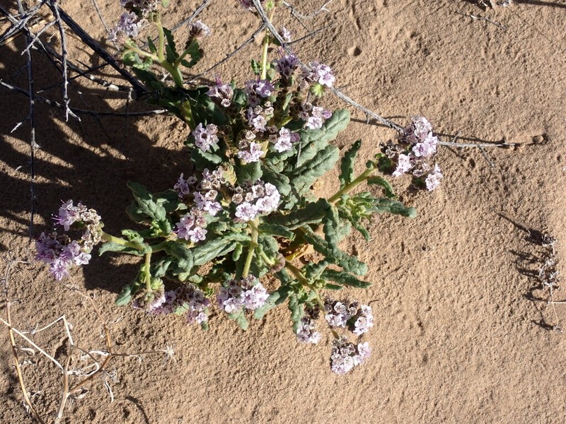 Gypsum Phacelia photo 5