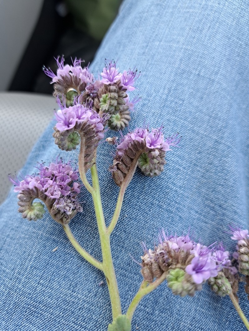Gypsum Phacelia photo 6