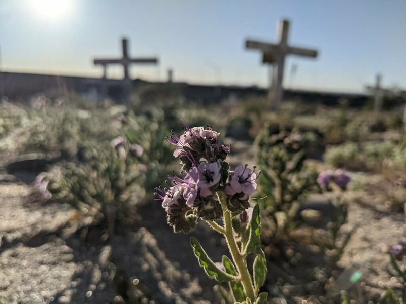 Gypsum Phacelia photo 7