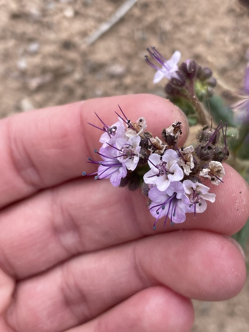 Gypsum Phacelia photo 8