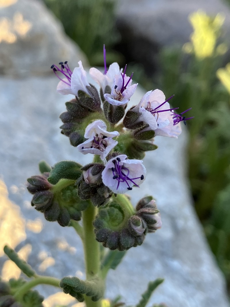 Phacelia integrifolia var. integrifolia