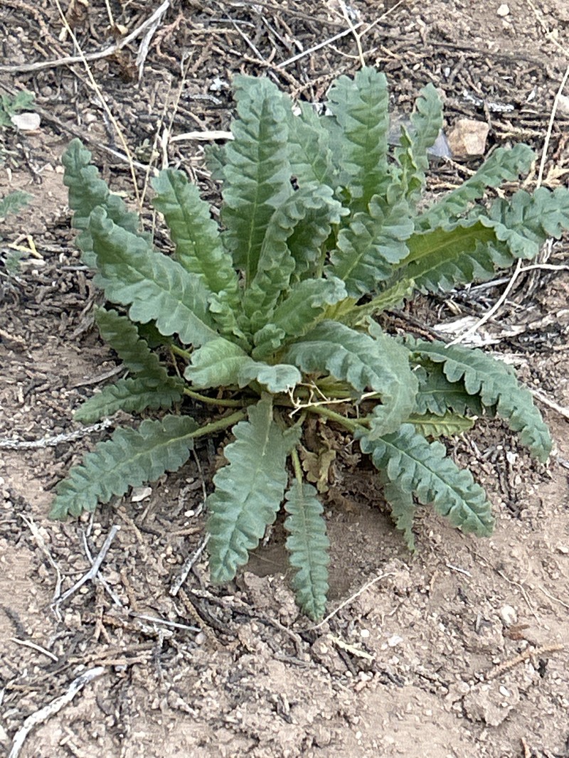 Phacelia integrifolia var. integrifolia photo 2